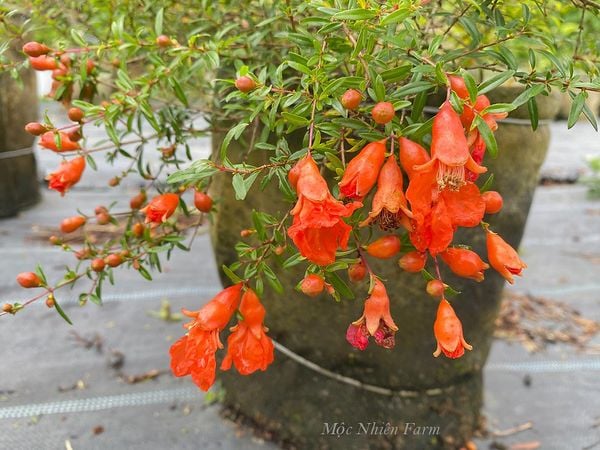  Cây lựu cảnh Nhật Bản 