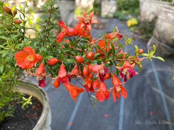  Cây lựu cảnh Nhật Bản 