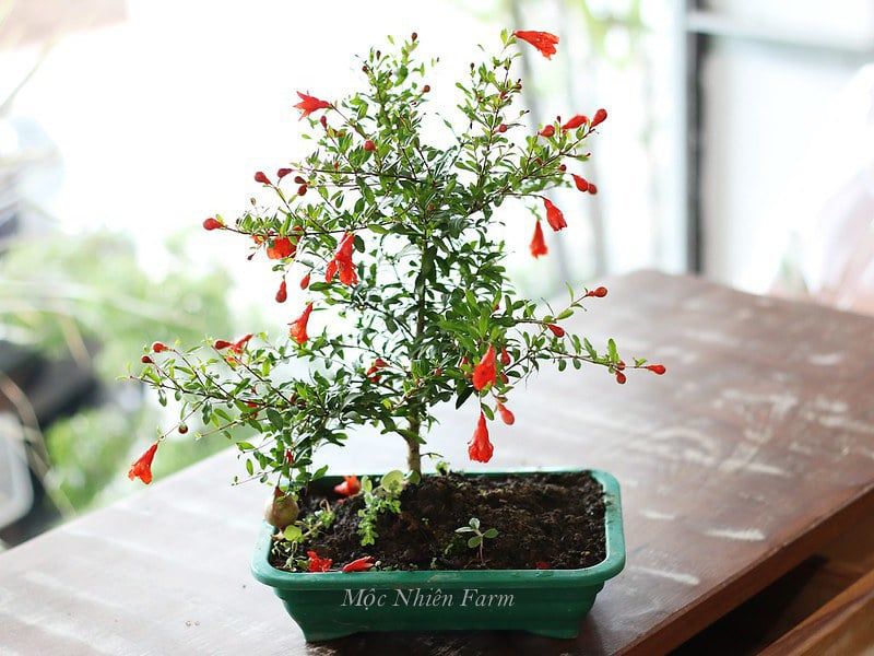  Cây lựu cảnh Nhật Bản 