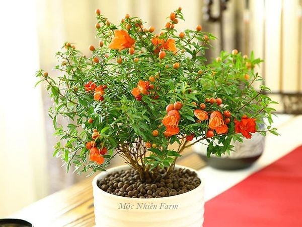  Cây lựu cảnh Nhật Bản 