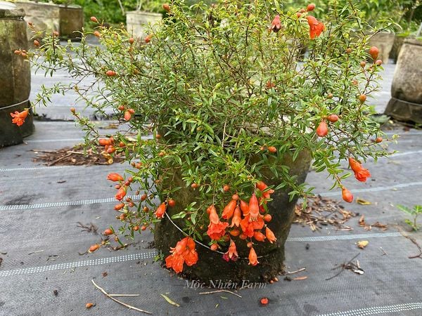  Cây lựu cảnh Nhật Bản 