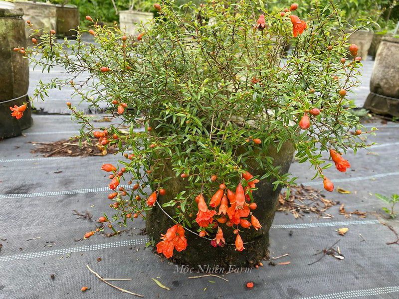  Cây lựu cảnh Nhật Bản 