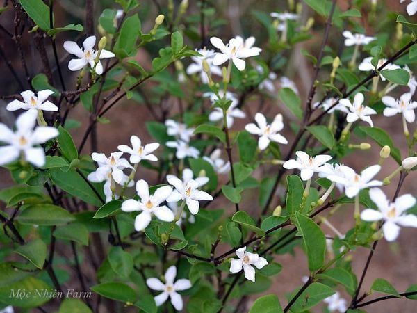  Cây mai chỉ thiên lá nhỏ B1 