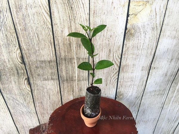  Cây mai chỉ thiên lá nhỏ B1 