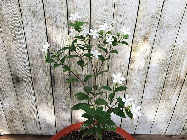  Cây mai chỉ thiên lá nhỏ B1 