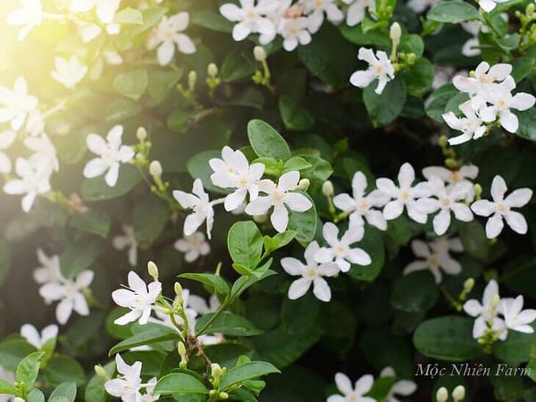  Cây mai chỉ thiên lá nhỏ B1 