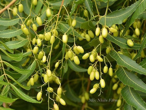  Cây neem Ấn Độ 