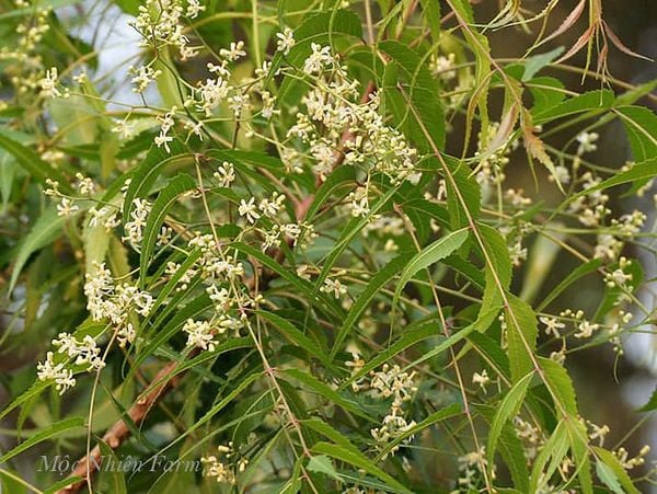  Cây neem Ấn Độ 