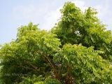  Cây neem Ấn Độ 