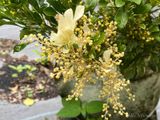  Hoa ngâu cẩm thạch 