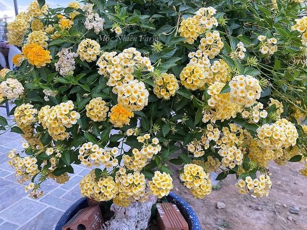  Hoa ngũ sắc vàng rủ R1 
