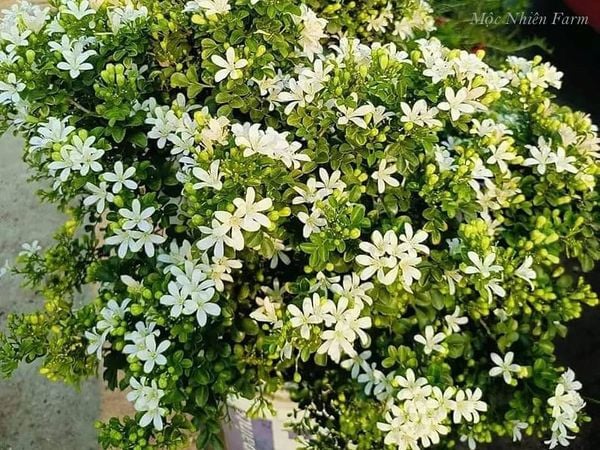  Cây nguyệt quế lá rí A1 