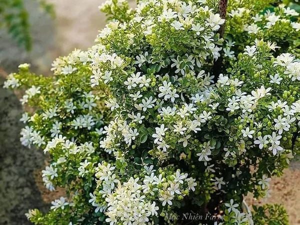 Cây nguyệt quế lá rí A1 