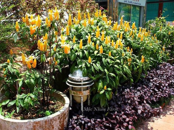  Cây rồng vàng A1 