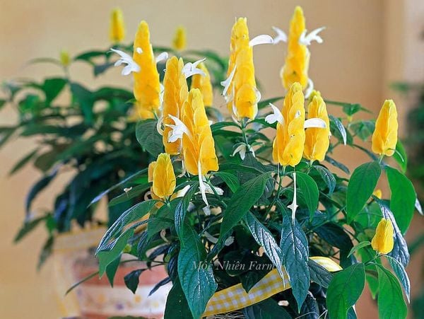  Cây rồng vàng A1 