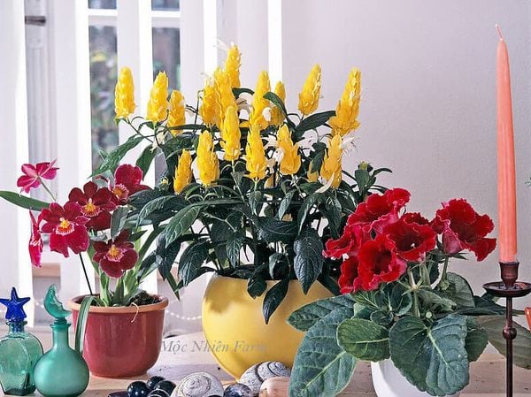  Cây rồng vàng A1 