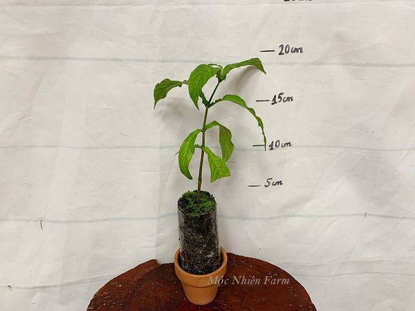  Cây rồng vàng A1 