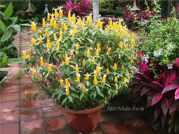  Cây rồng vàng A1 