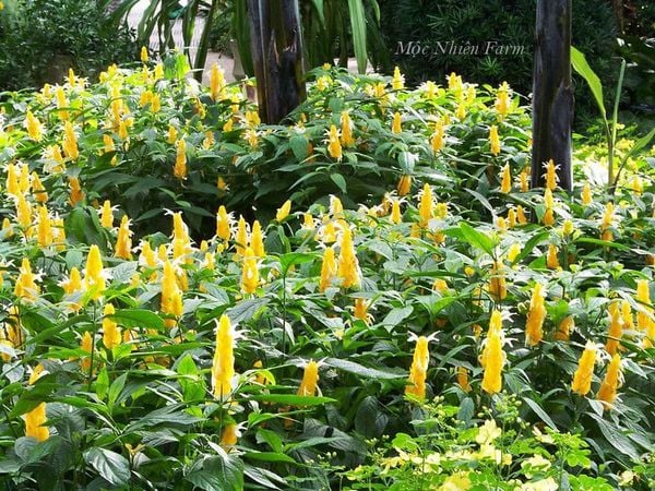  Cây rồng vàng A1 