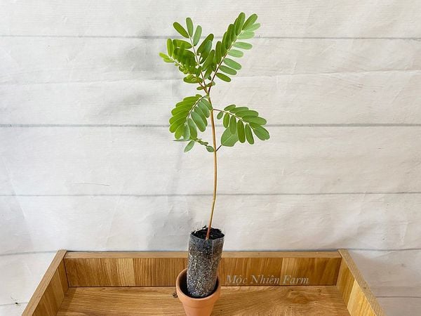  Cây so đũa Thái hoa đỏ A1 