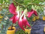  Cây so đũa Thái hoa đỏ A1 