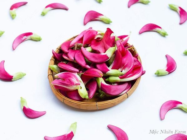  Cây so đũa Thái hoa đỏ A1 