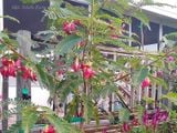  Cây so đũa Thái hoa đỏ A1 