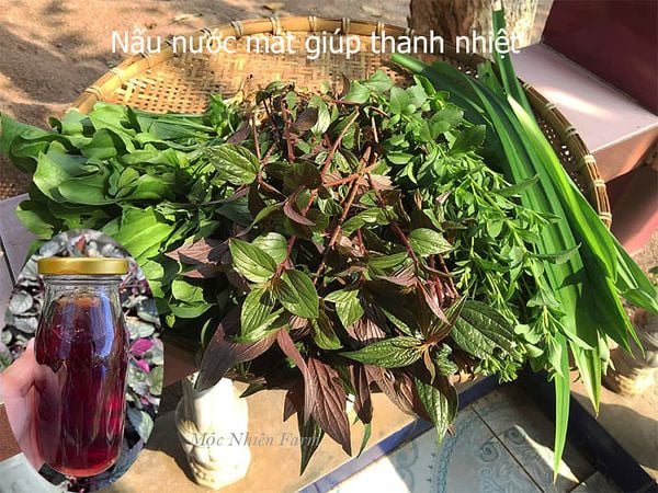  Cây thuốc dòi 