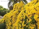  Cây vuốt mèo 