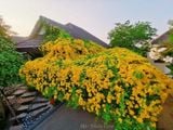  Cây vuốt mèo 