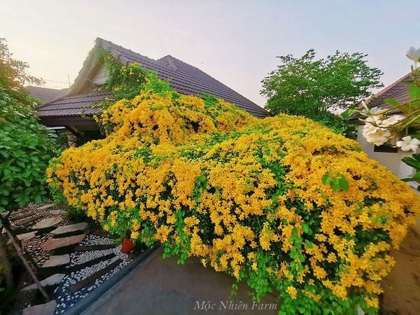  Cây vuốt mèo 