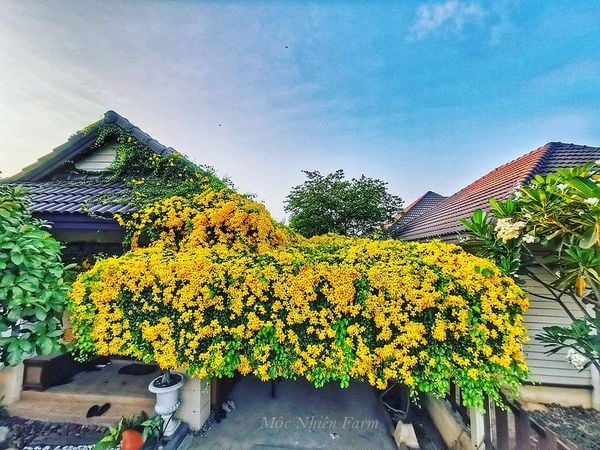  Cây vuốt mèo 
