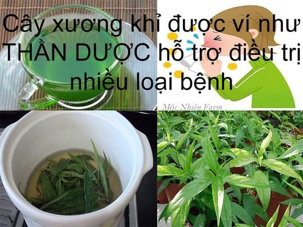  Cây xương khỉ (bìm bịp) 