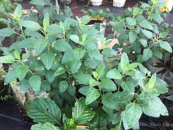  Cỏ bài hương Hàn Quốc (Korean hyssop) 