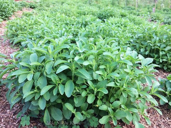  Cỏ ngọt (Stevia) 