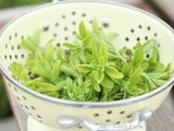  Cỏ ngọt (Stevia) 