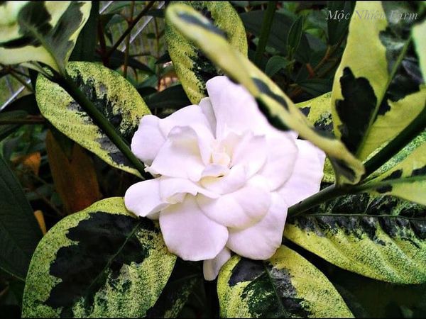  Cây dành dành kép cẩm thạch D1 