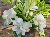  Cây dành dành kép cẩm thạch D1 