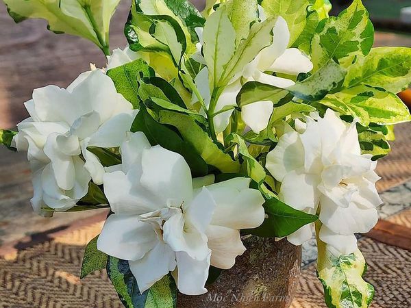  Cây dành dành kép cẩm thạch D1 