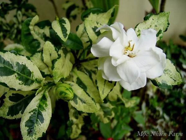  Cây dành dành kép cẩm thạch D1 