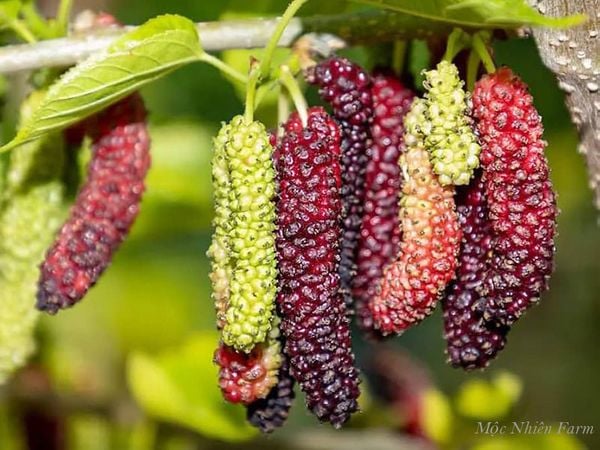  Dâu tằm Đài Loan B1 