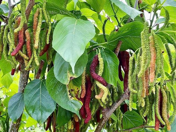  Dâu tằm Đài Loan B1 