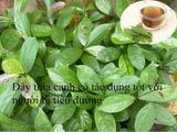  Dây thìa canh 