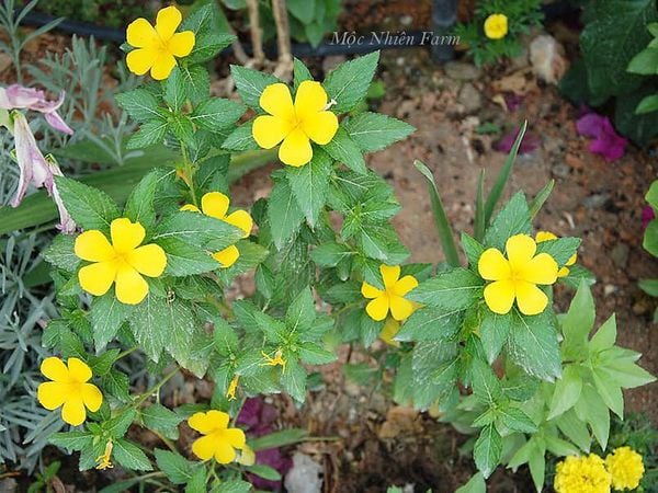  Đông hầu vàng B1 