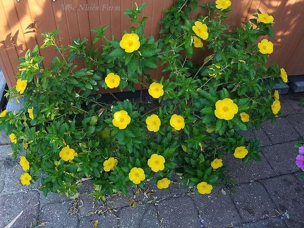  Đông hầu vàng B1 