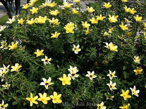  Đông hầu vàng B1 