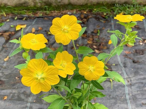  Hoa anh thảo 