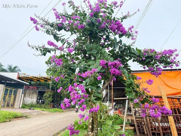  Hoa bằng lăng Thái 