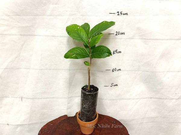  Hoa bằng lăng Thái 