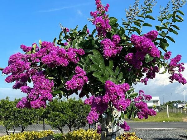  Hoa bằng lăng Thái 